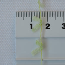 画像をギャラリービューアに読み込む, パピヨン
